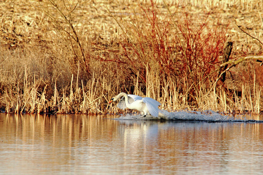 Mute Swan Landing Photograph by Debbie Oppermann