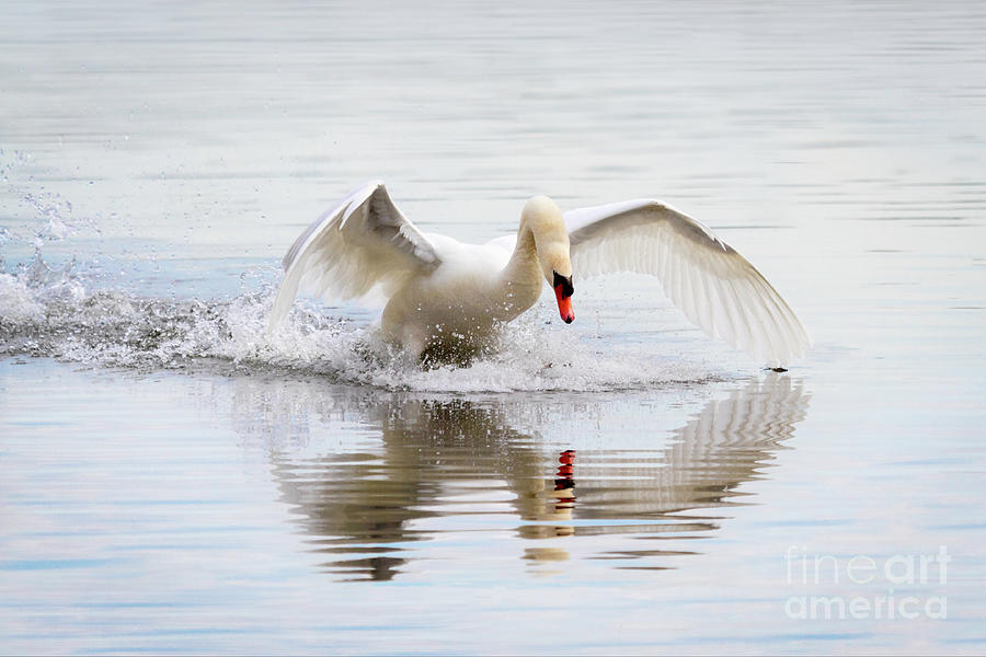 Mute Swan Landing I Photograph by Karen Jorstad
