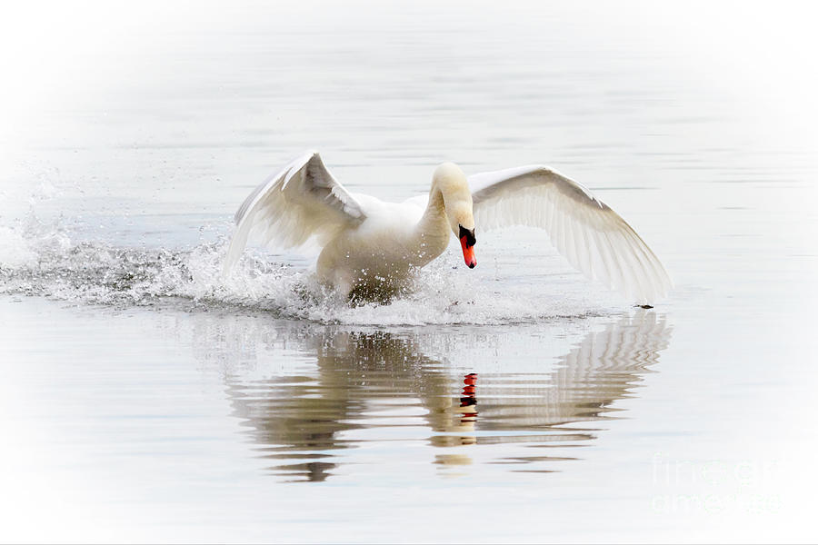 Mute Swan Landing II Photograph by Karen Jorstad