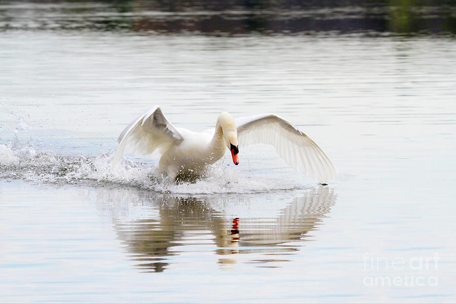Mute Swan Landing Photograph by Karen Jorstad