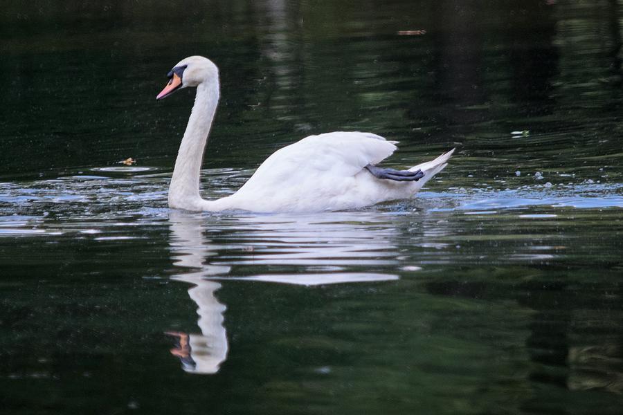 Mute Swan Photograph by Mary Ann Artz