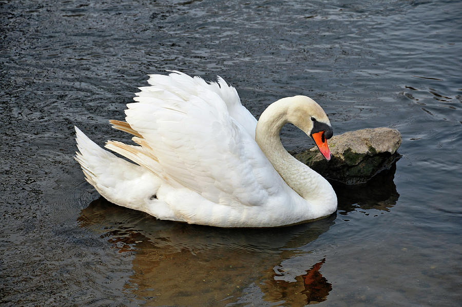 Mute Swan on River, Beside a Rock Photograph by Rod Johnson