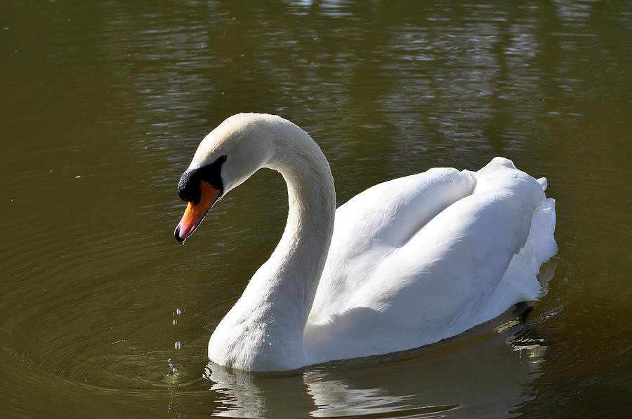 Mute Swan on Rolleston Pond Photograph by Rod Johnson