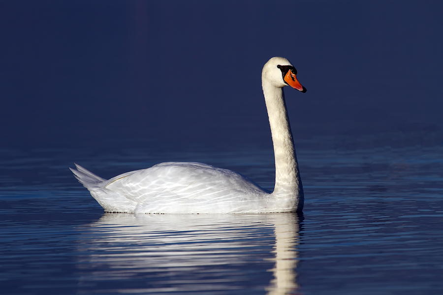 Mute swan on water Photograph by Elenarts - Elena Duvernay photo