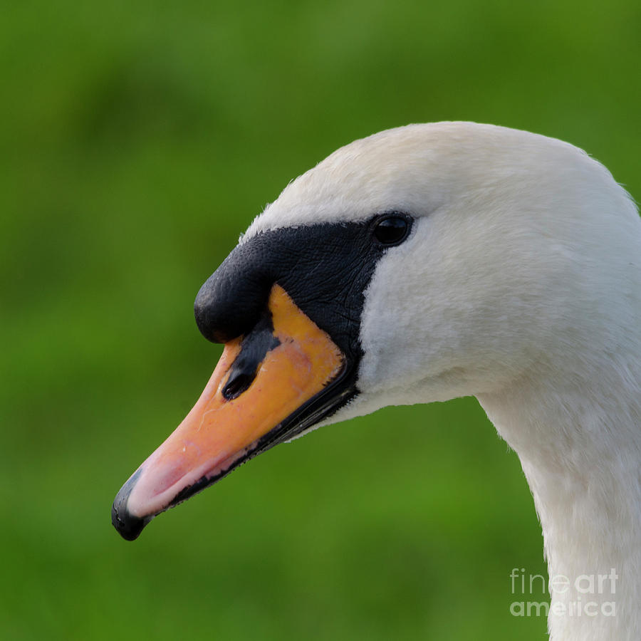 Mute swan pen Photograph by Steev Stamford