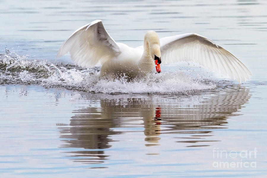 Mute Swan Plunge Photograph by Karen Jorstad
