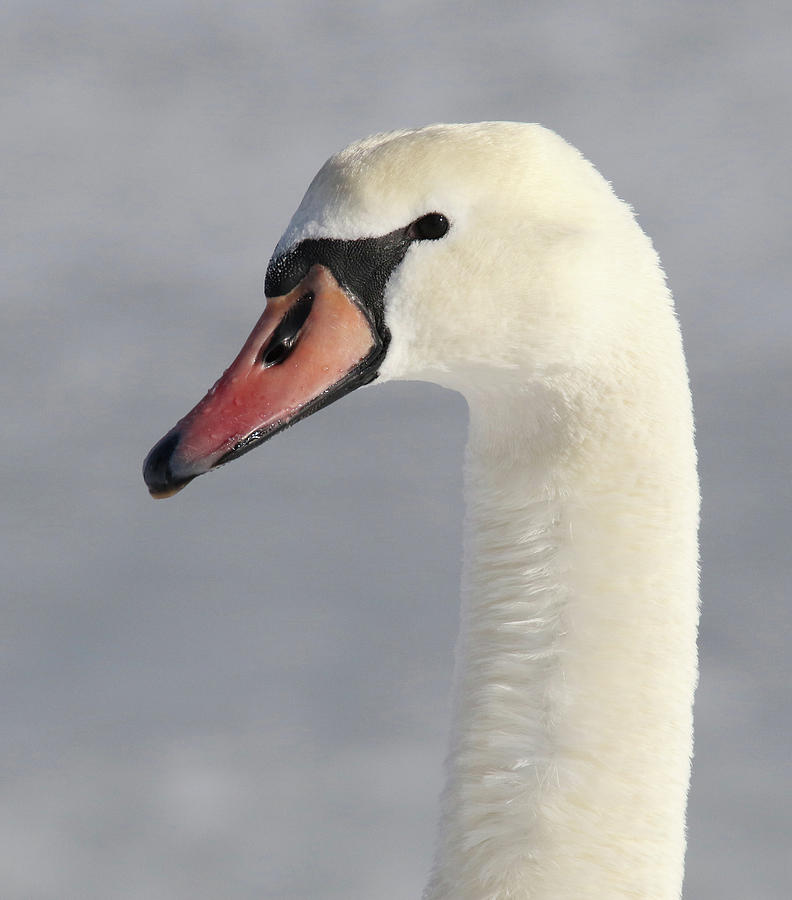 Mute Swan Portrait Photograph by Brook Burling