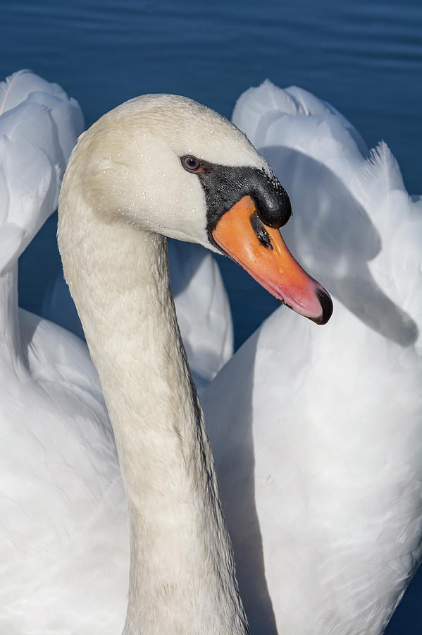 Swan Photograph - Mute Swan Portrait by Bruce Frye
