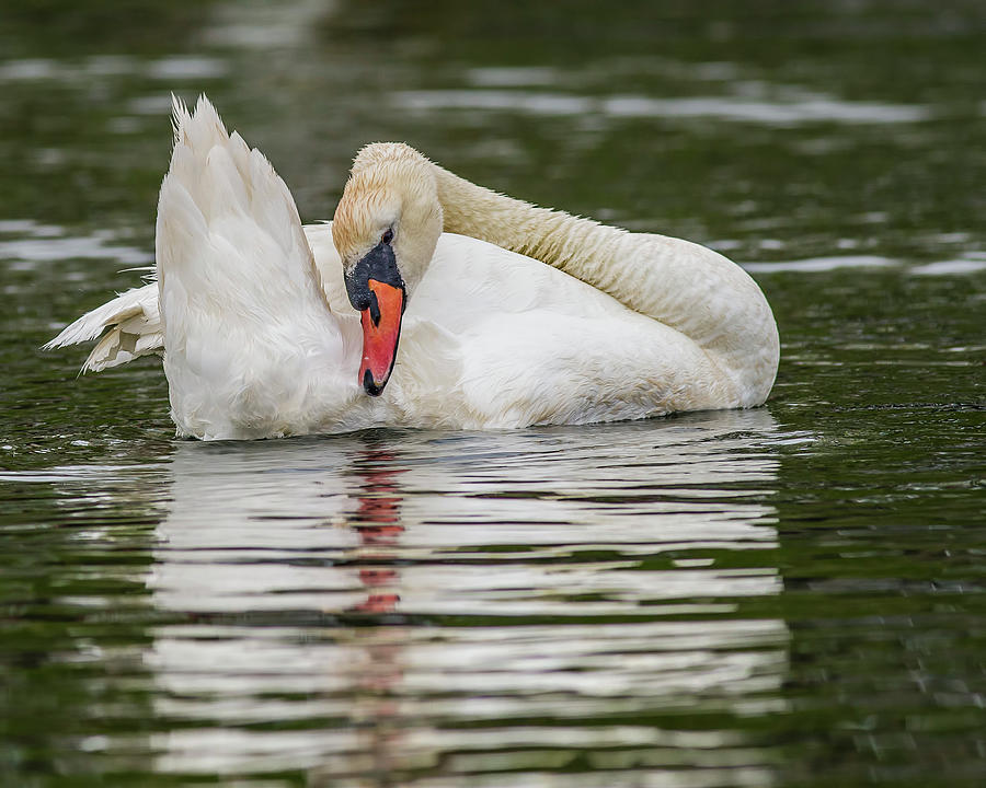 Swan Photograph - Mute Swan Preening in the Harbor by Morris Finkelstein
