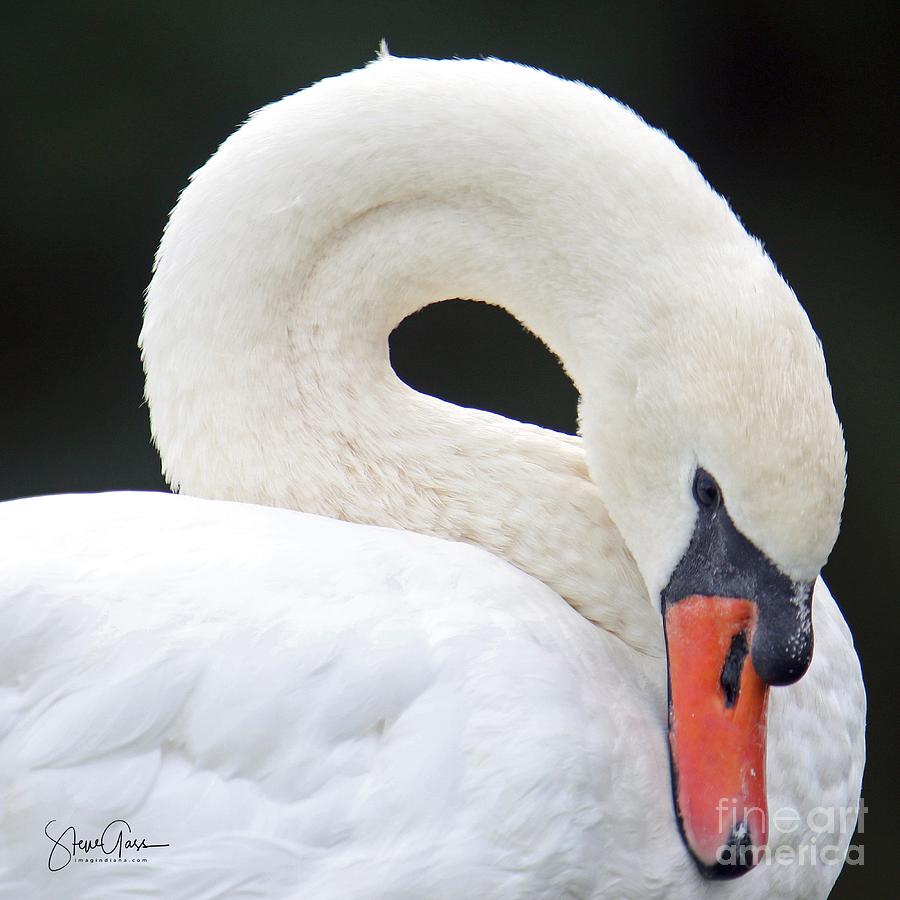 Mute Swan Portrait Photograph by Steve Gass