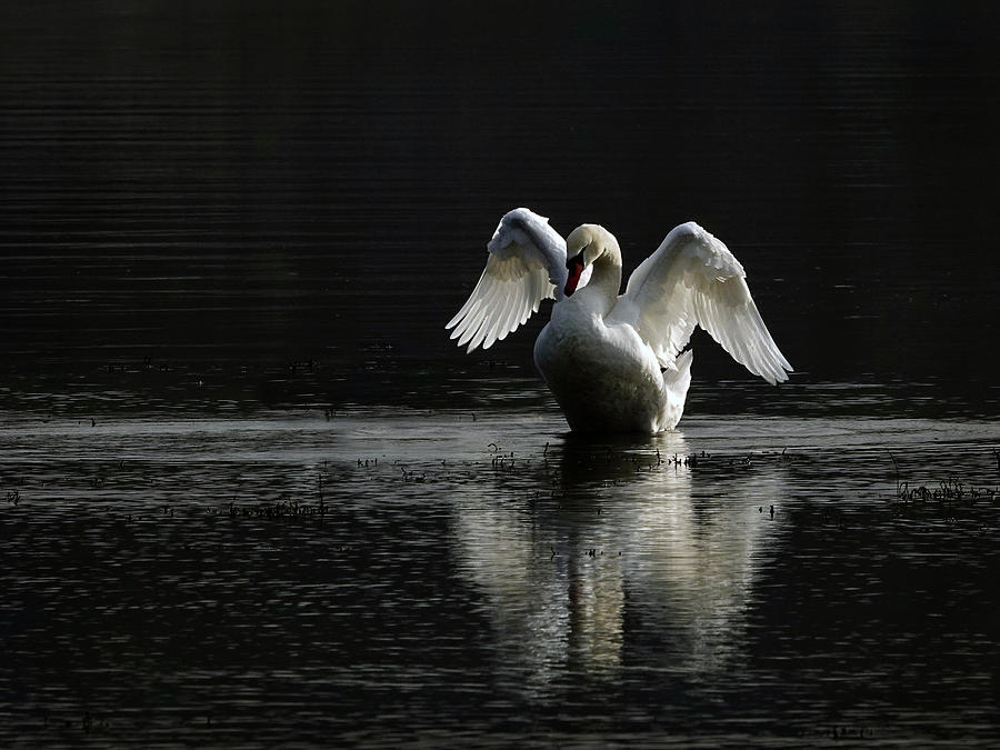 Mute Swan reflecting Photograph by Inge Riis McDonald