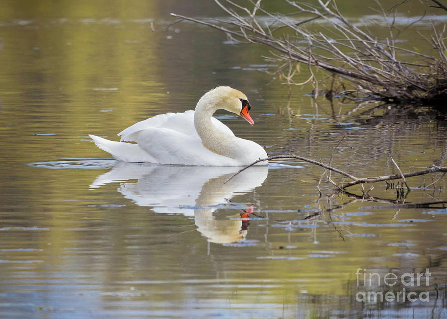 Mute Swan Reflection I Photograph by Karen Jorstad