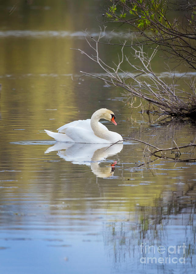 Mute Swan Reflection Photograph by Karen Jorstad