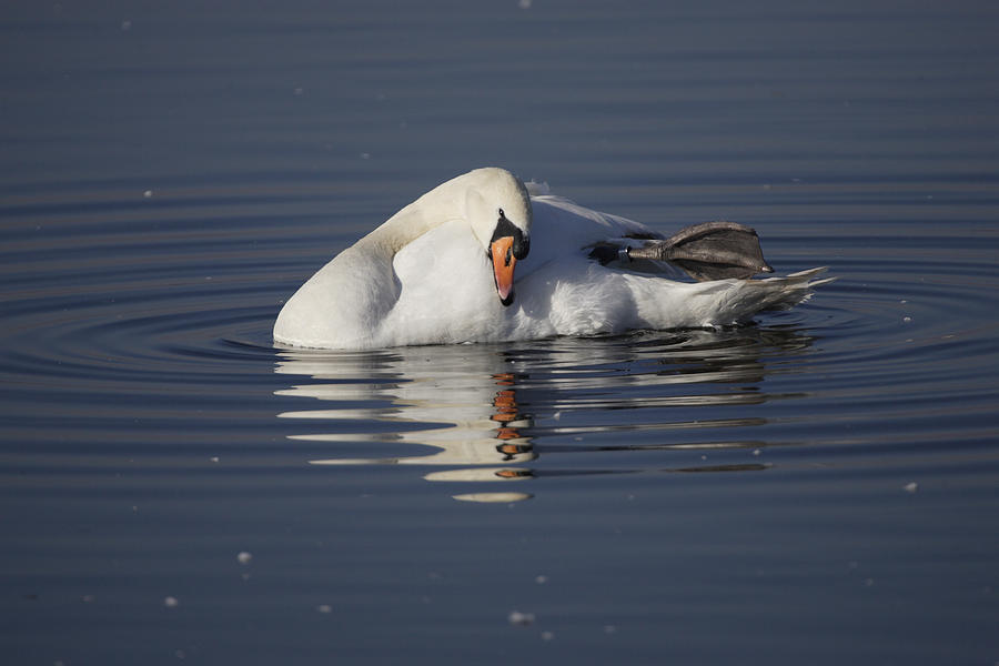Mute Swan resting in rippling water Photograph by Tony Mills