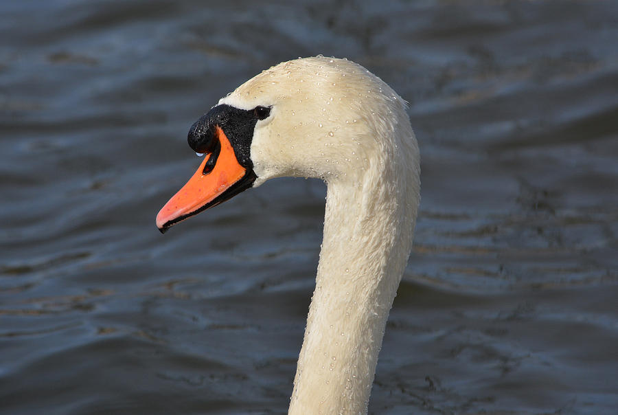 Mute Swan Photograph by Richard Andrews