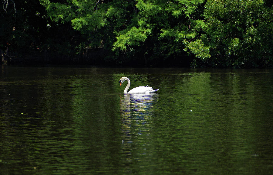 Mute Swan Photograph by Sandy Keeton
