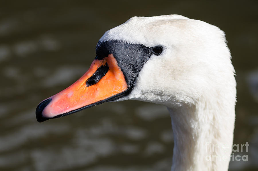 Mute swan Photograph by Steev Stamford