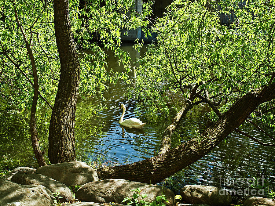 Nature Photograph - Mute swan SWE021 by Howard Stapleton