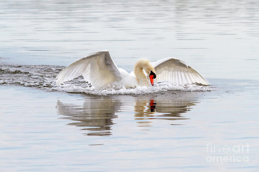 Mute Swan Swim I Photograph by Karen Jorstad