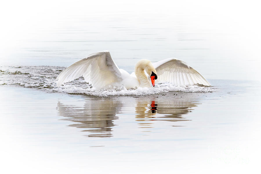 Mute Swan Swim II Photograph by Karen Jorstad