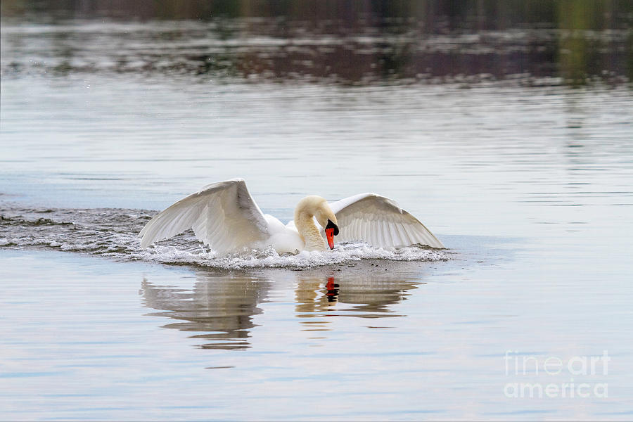 Mute Swan Swim Photograph by Karen Jorstad