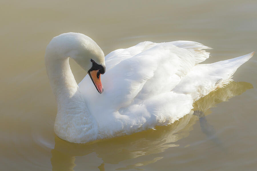 Mute Swan Photograph by Tanya C Smith