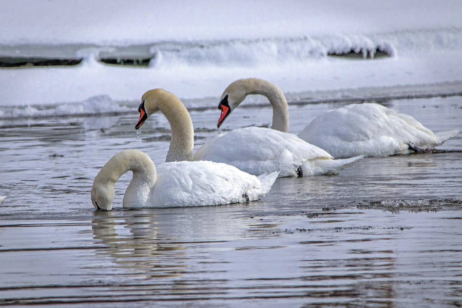 Mute Swan Trio Photograph by Ira Marcus