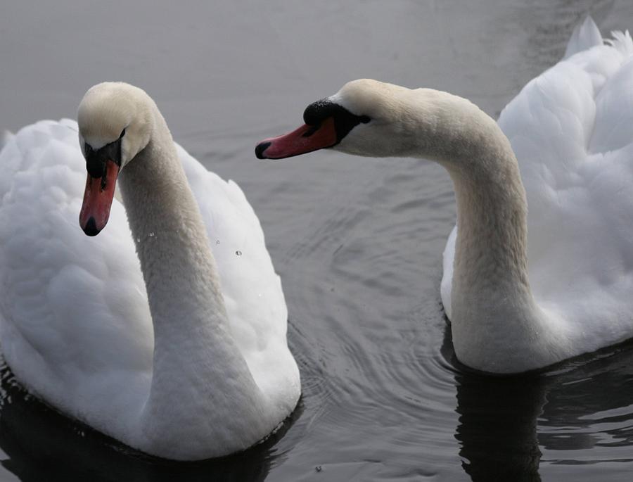 Mute Swans Photograph by Christopher J Kirby