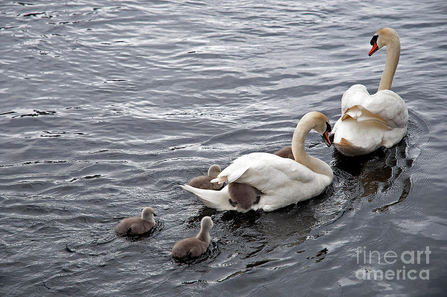 Mute Swans by Cindy Murphy Mute Swans by Cindy Murphy