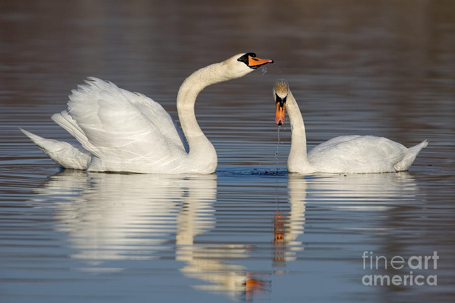 Mute Swans Drinking Photograph by Jerry Fornarotto