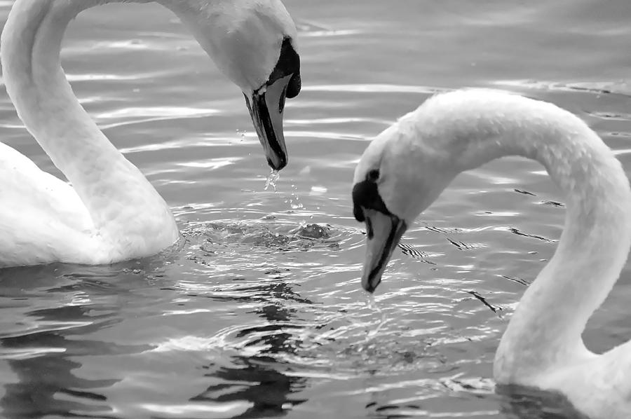 Mute Swans Hunting Bw Photograph