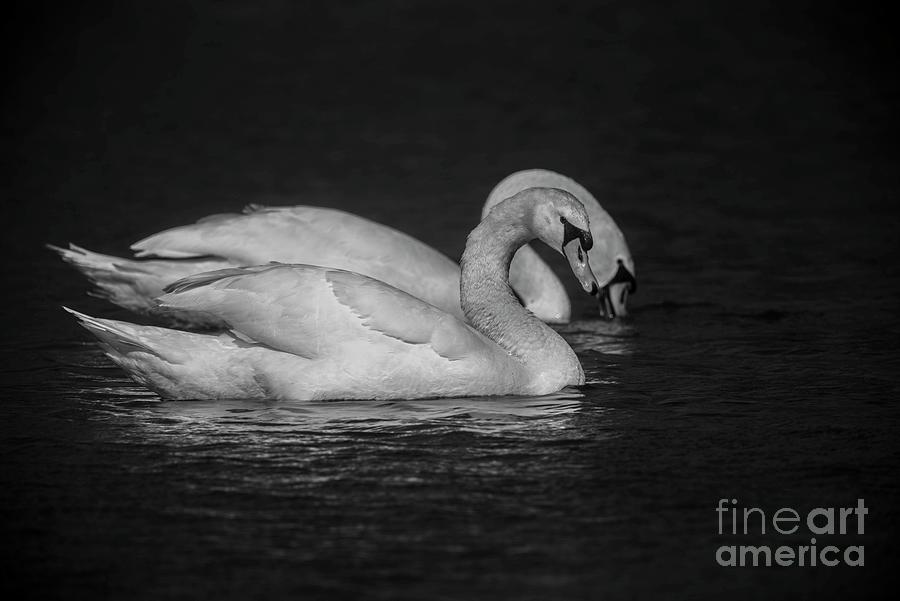 Mute Swans in Black and White Photograph by David Bearden