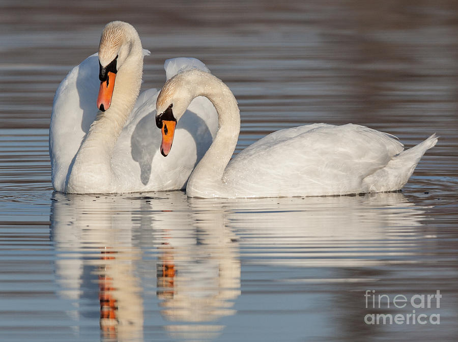 Mute Swans Photograph by Jerry Fornarotto