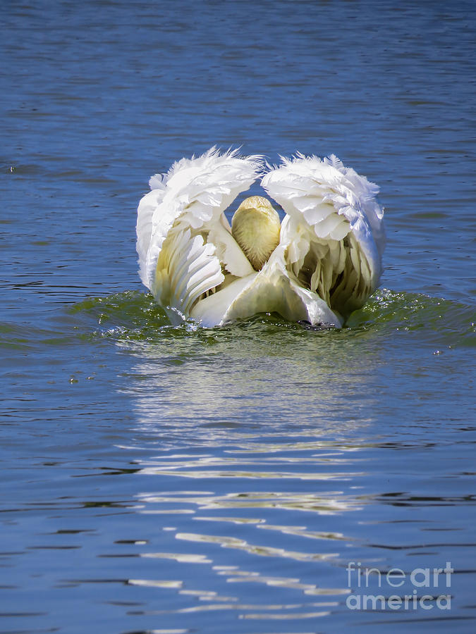 Swan Photograph - Mute swans rear view by Zina Stromberg