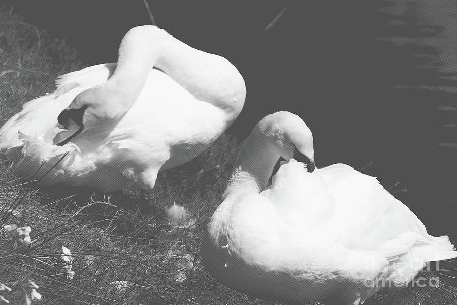 Mute Swans Resting Photograph by Cassandra Buckley