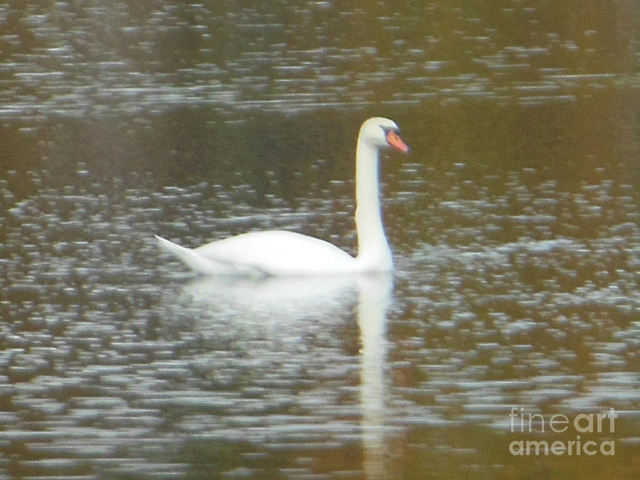 Mute White Swan Beauty Photograph by Rockin Docks