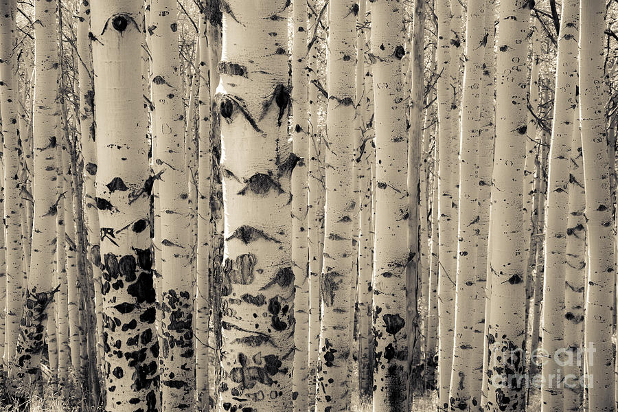 Muted Aspens Photograph by The Forests Edge Photography - Diane Sandoval