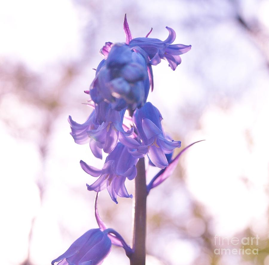 Muted Bluebell Photograph