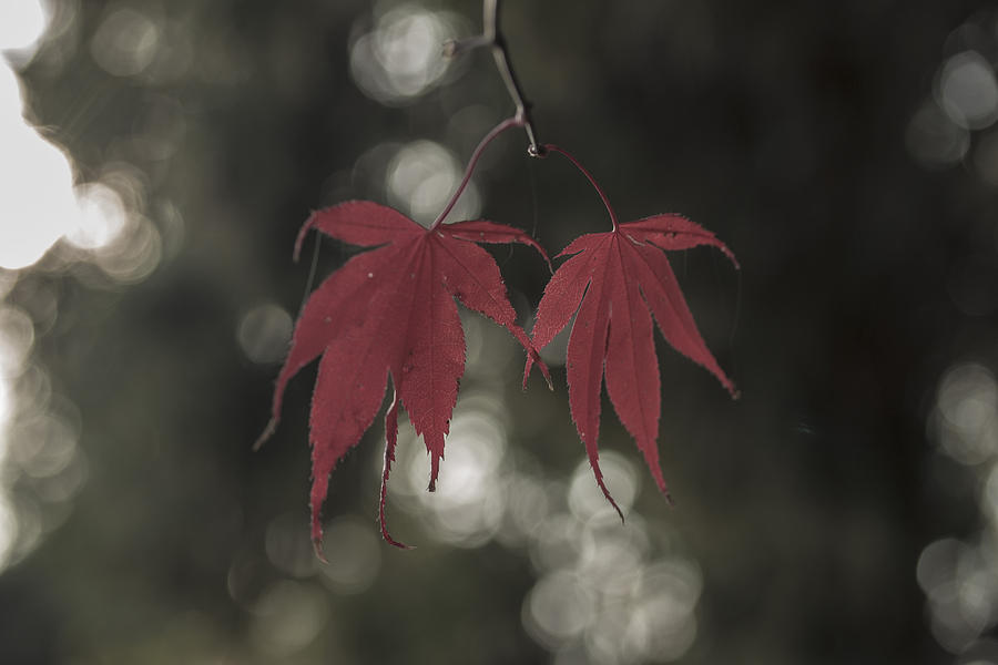 Muted Fall Colrs Photograph by Doug Scrima