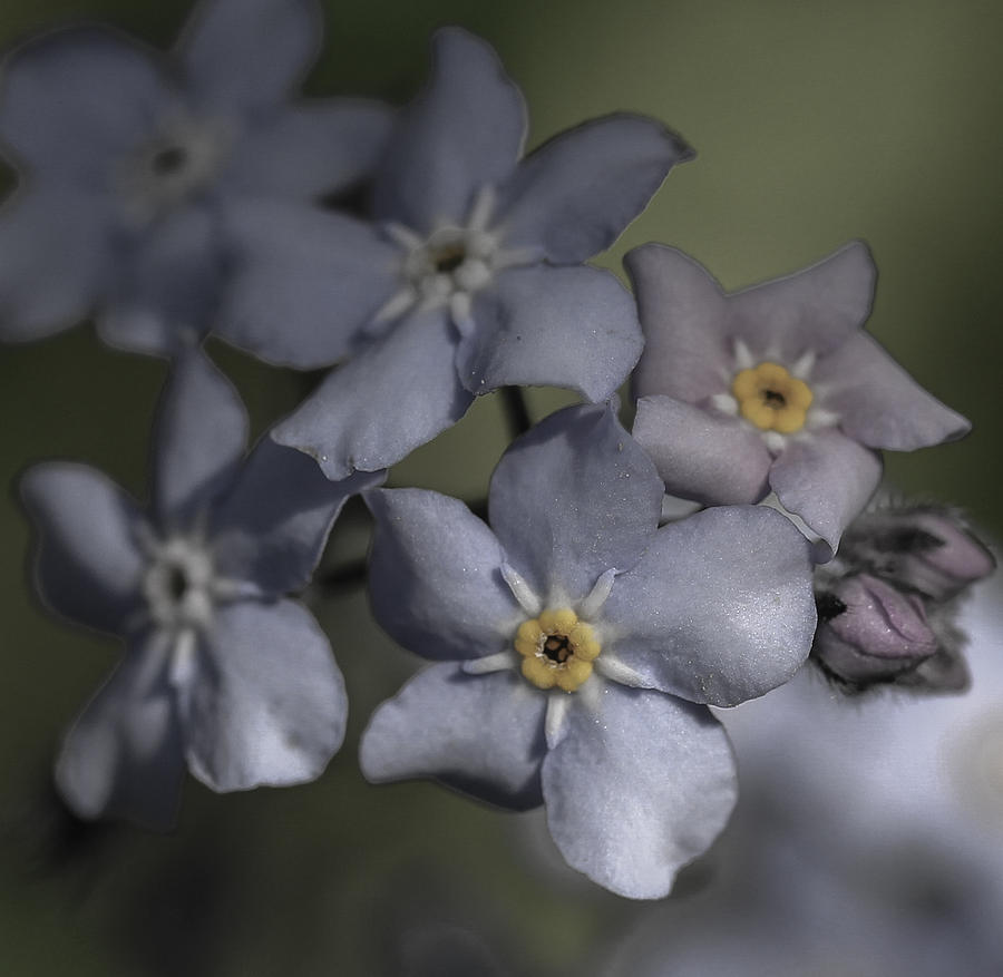 Flower Photograph - Muted Forget Me Not  by Mo Barton