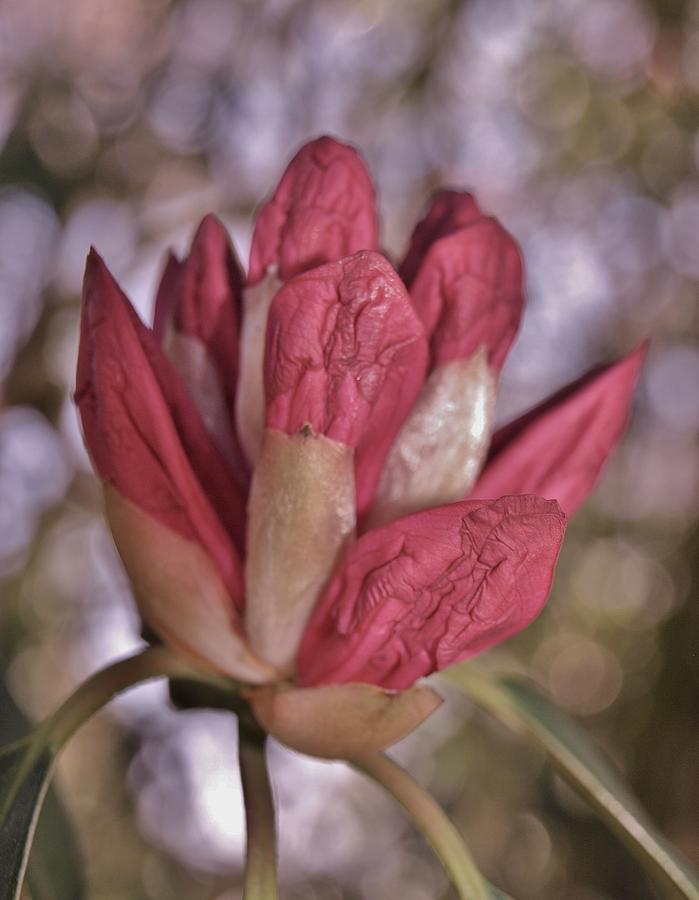 Muted Rhododendron Bud Photograph by Richard Brookes