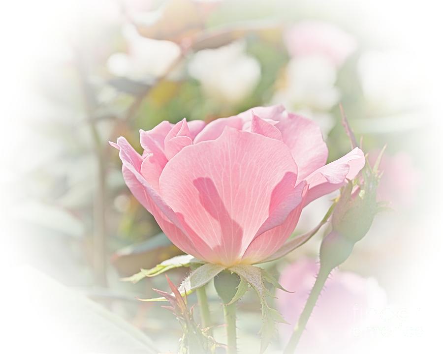 Muted Rose  Digital Art by Luther Fine Art