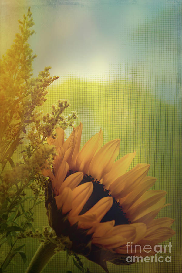 Muted Sunflower Photograph by Joe Geraci