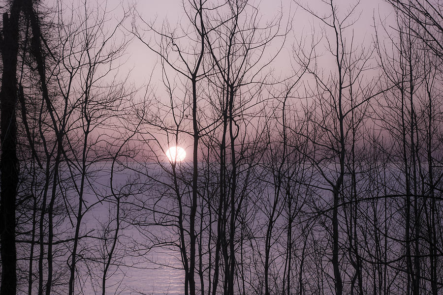 Muted Sunset Through the Trees Photograph by Tracy Winter