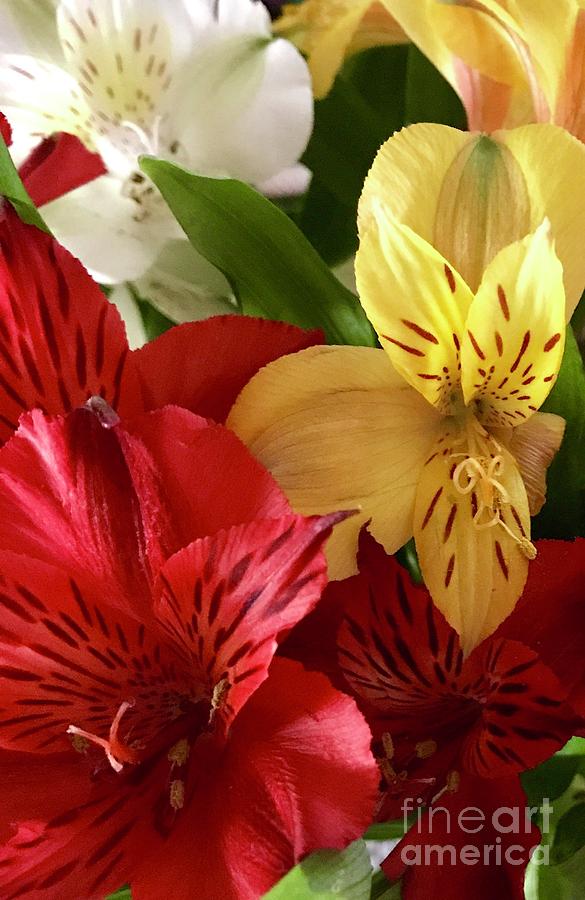 Muti Colored Lilies Photograph by CAC Graphics