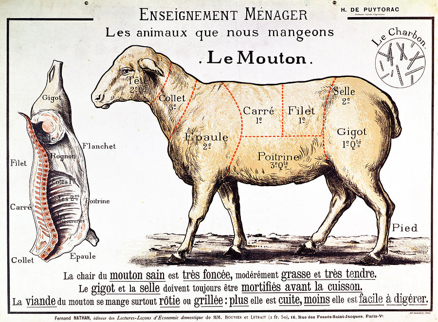 Butchers Drawing - Mutton by French School