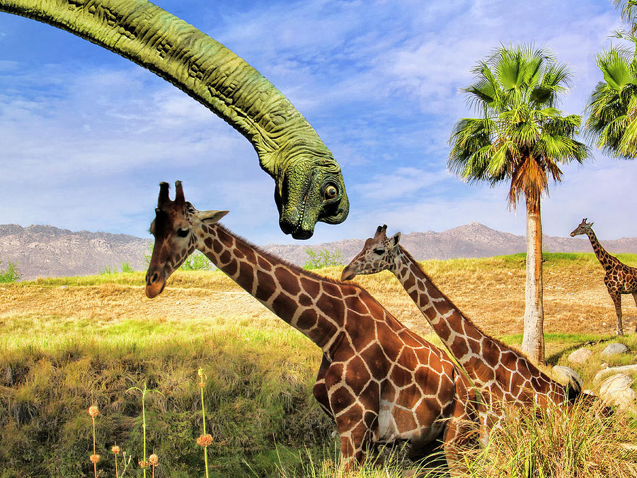 MUTUAL ADMIRATION Living Desert Photograph by William Dey
