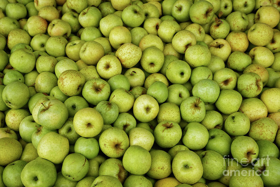 Mutzu Apples Photograph by Paul Mashburn