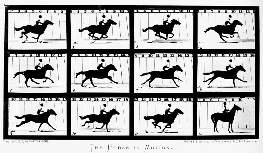 by　Fine　Horse　America　In　Art　Motion　Photograph　Eadweard　Muybridge