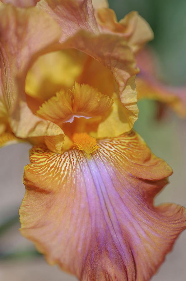 Muzikant. The Beauty of Irises Photograph by Jenny Rainbow